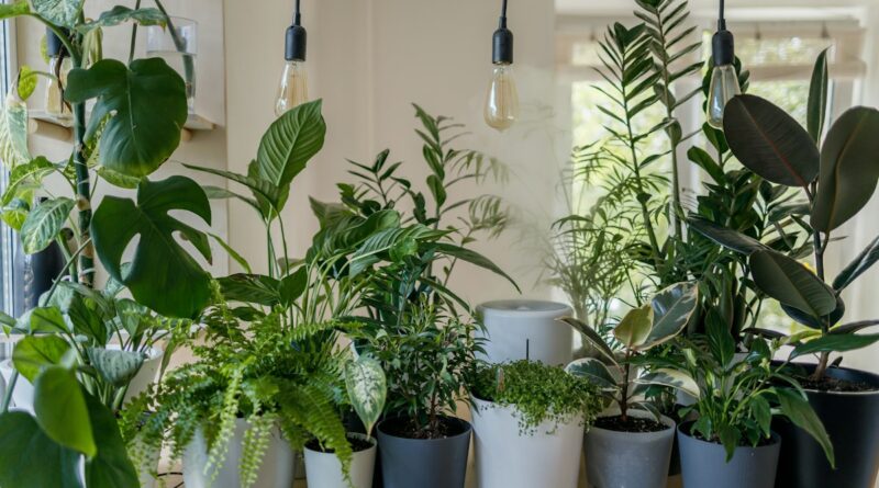 Green houseplant in a white pot