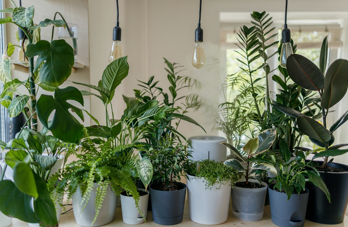 Green houseplant in a white pot