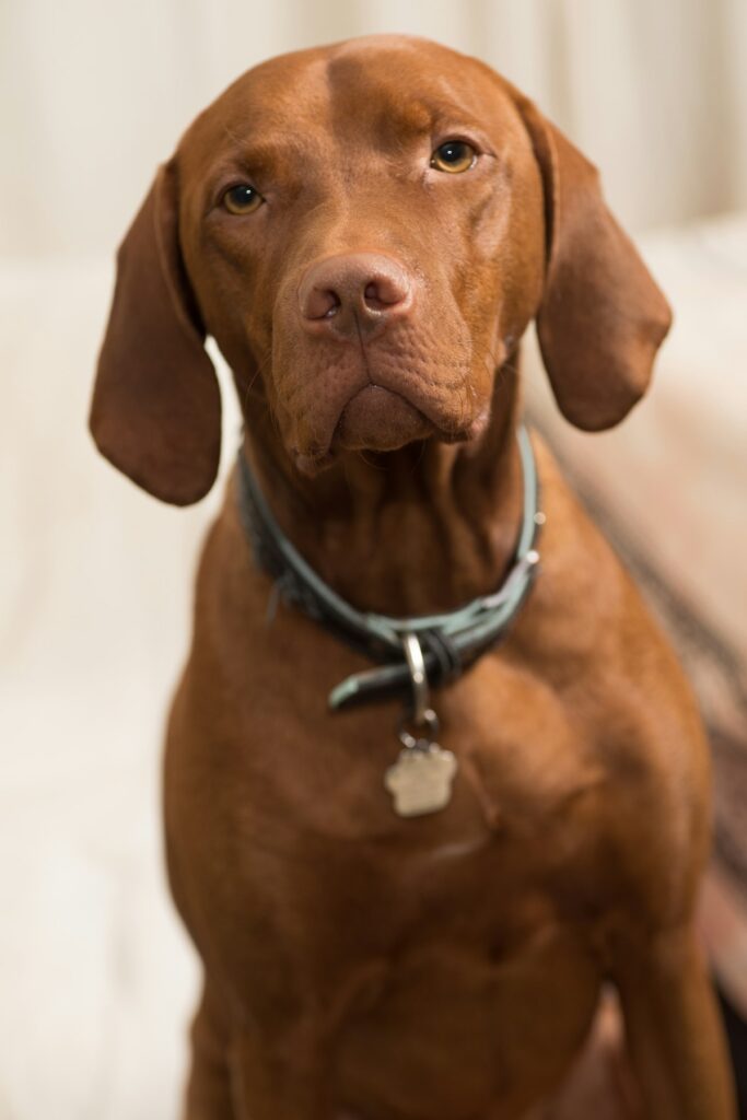 Dog wearing a collar