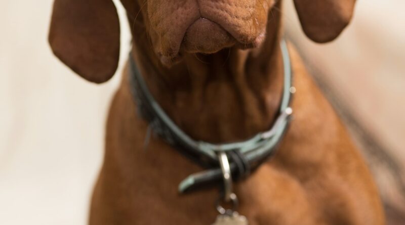 Dog wearing a collar