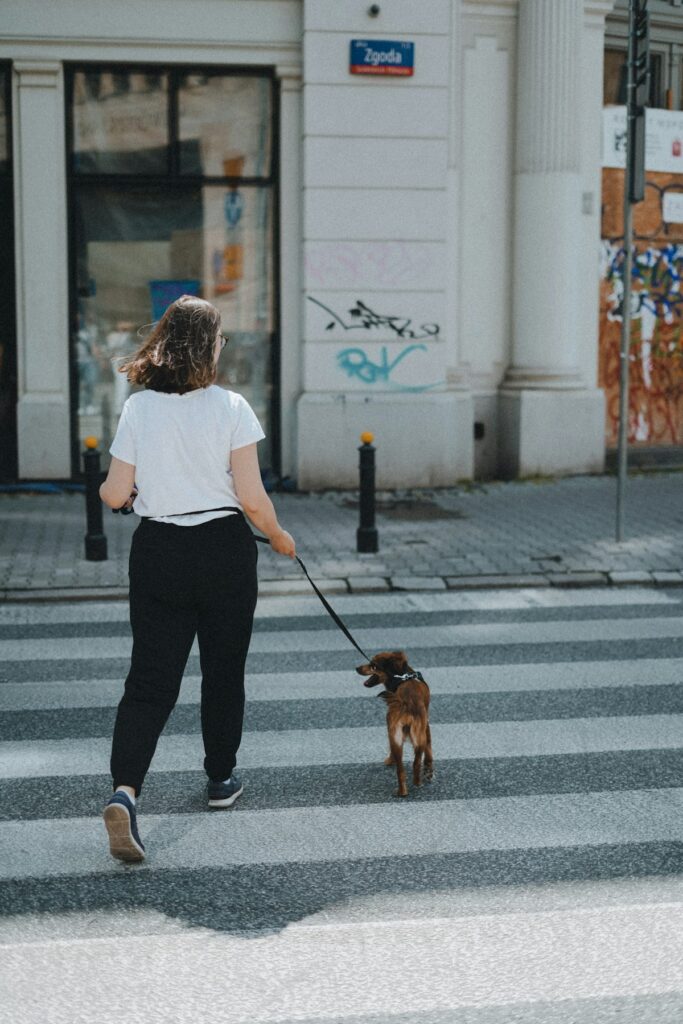 Dog on a leash
