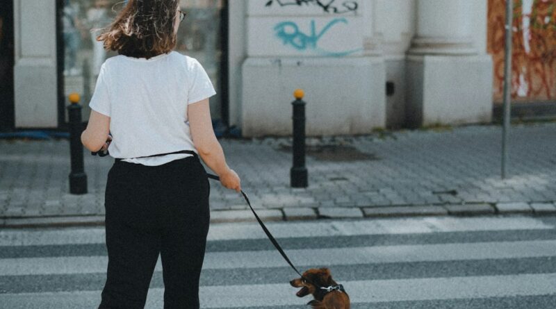Dog on a leash