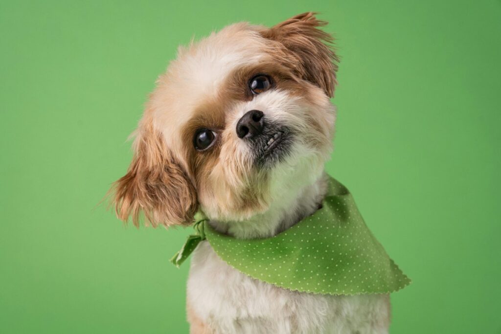 Dog wearing a bandana