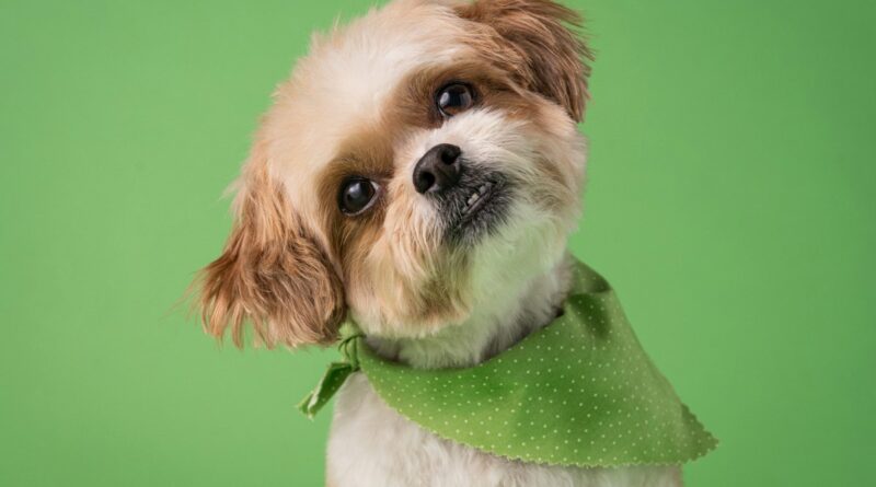 Dog wearing a bandana